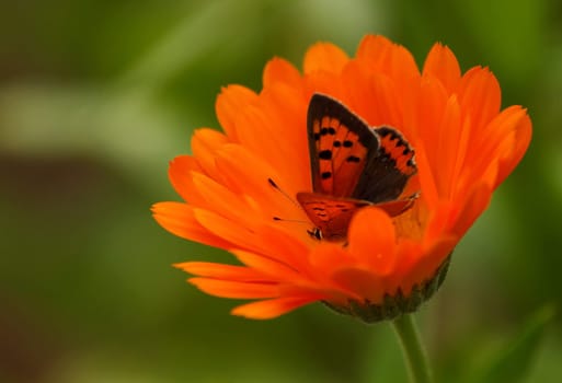Small copper