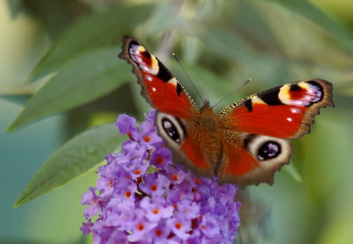 Late summer