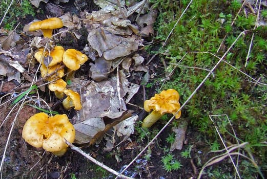 Chanterelles