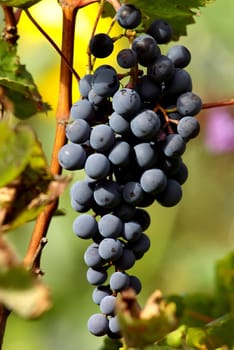 Red wine grapes