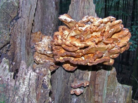 Tree sponge