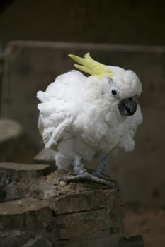 Yellow-crested cockatoo