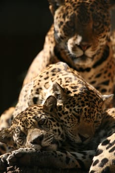 Sleek,beautiful big cats