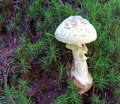 Mushroom