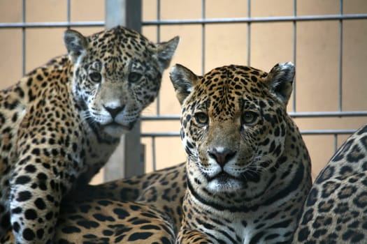 Sleek,beautiful big cats
