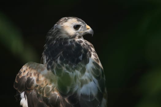 Common buzzard
