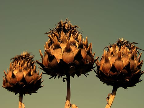 Three Wild Artichokes