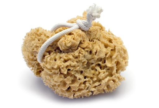 Natural sponge
