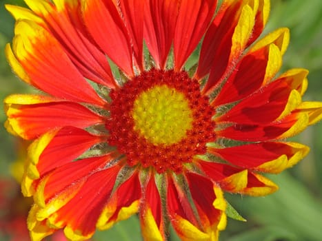 Gaillardia aristata,cockade flower
