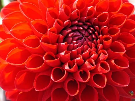 Dahlia,Dahlia (detail)