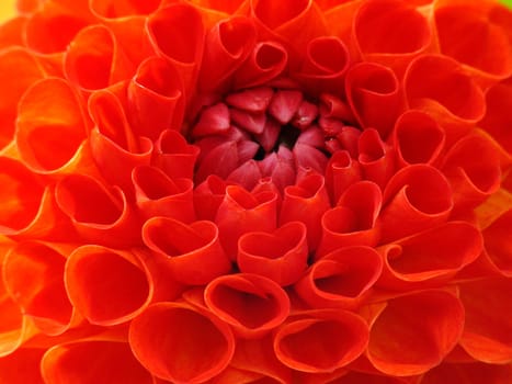 Dahlia,Dahlia (detail)