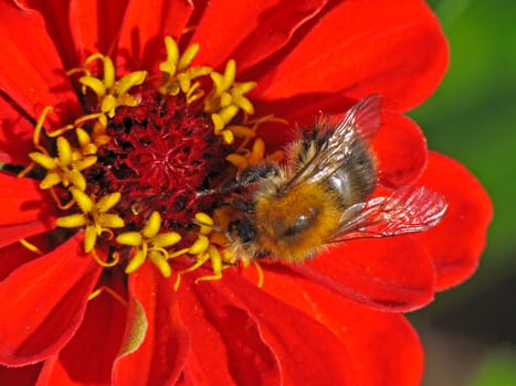 Dahlia,dahlia (detail) with bumblebee visiting flowers