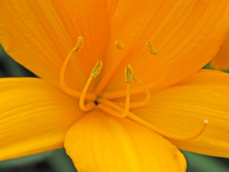 Hemerocallis dumortieri,Daylily (detail)