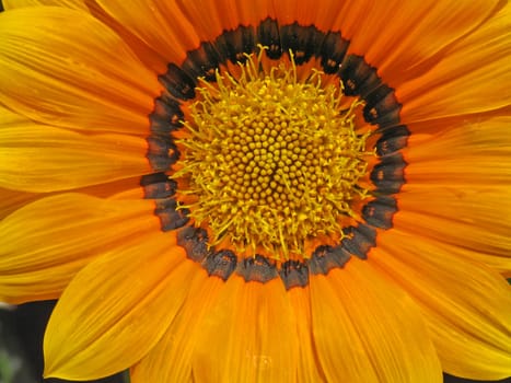 Gazania hybrid,midday gold (detail)