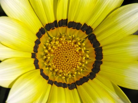Gazania hybrid 'Kiss White' midday gold (detail)