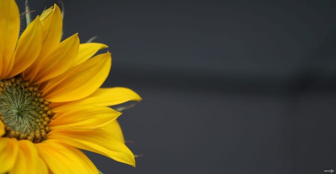 Flower Dream