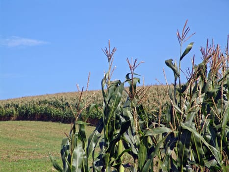 Cornfield