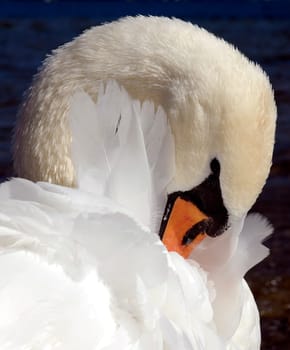 The cleanliness of the plumage is the swan's main occupation