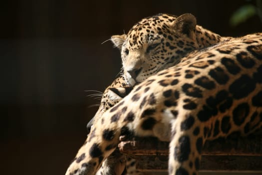 Sleek,beautiful big cats