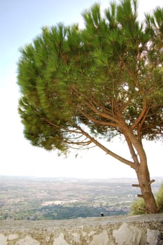 Tree in the wind