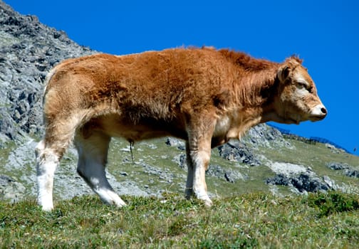 The end of the little picture story of the young bull at his first experience with the opposite sex