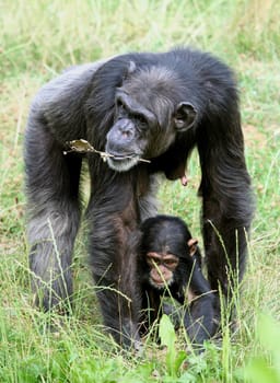 The chimpanzee photo draws the December page of the calendar of the Zoo Leipzig 2007 :-)