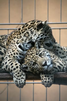 Sleek,beautiful big cats