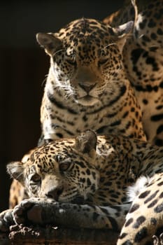 Sleek,beautiful big cats
