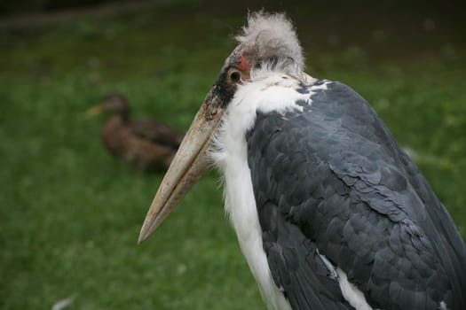 Pretty ugly... I love these character birds!