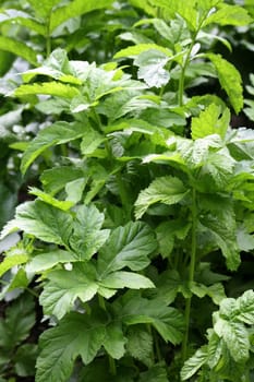Parsnips were a staple food before the introduction of potatoes in Germany