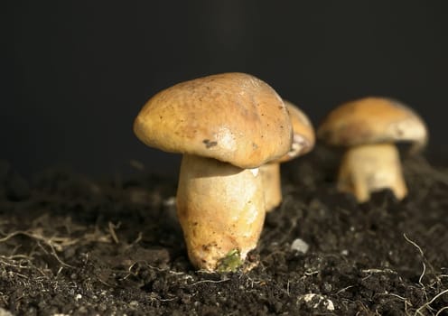 Can anyone tell me what they are?