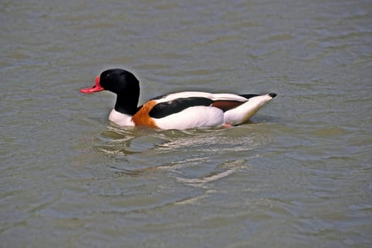 Shelduck (Shelduck) Tadorna tadorna,Shelduck,Tadorne de Belon