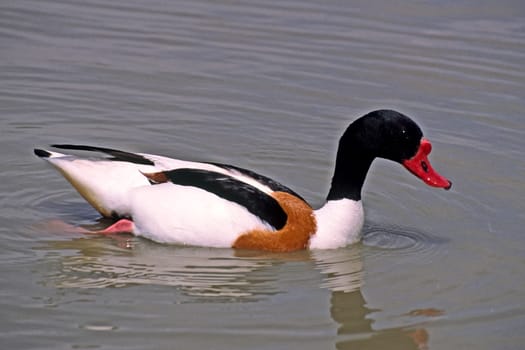 Shelduck (Shelduck) Tadorna tadorna,Shelduck,Tadorne de Belon