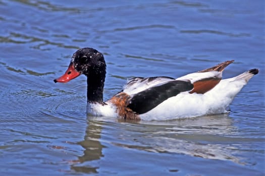 Shelduck,Shelduck,Tadorna tadorna