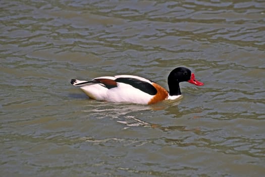 Shelduck (Shelduck) Tadorna tadorna,Shelduck,Tadorne de Belon