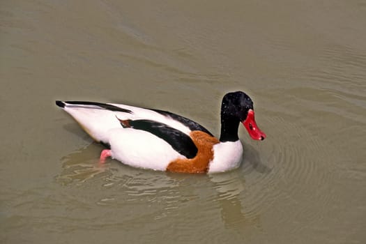 Shelduck (Shelduck) Tadorna tadorna,Shelduck,Tadorne de Belon