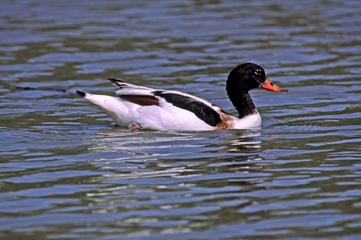 Shelduck (Shelduck) Tadorna tadorna,Shelduck,Tadorne de Belon