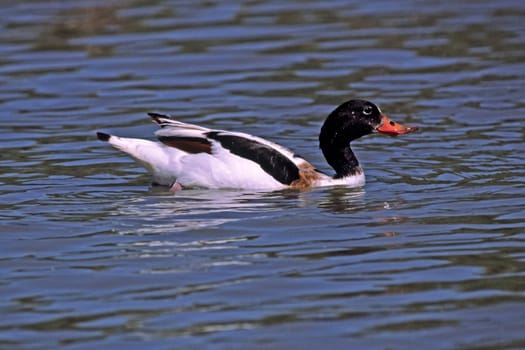 Shelduck (Shelduck) Tadorna tadorna,Shelduck,Tadorne de Belon