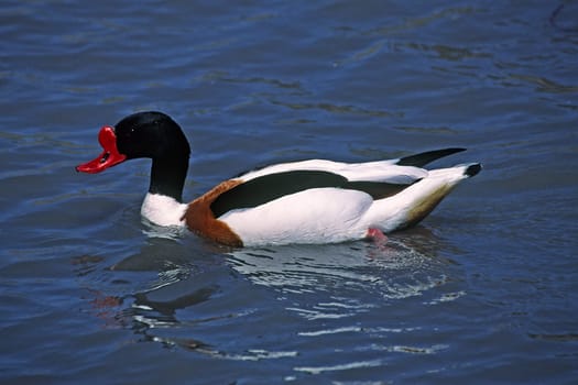Shelduck,Shelduck,Tadorna tadorna