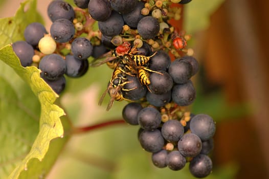 I don't think we will get much from our grapes on the terrace! The wasps eat them all bare! And even here in the north they are quite cute this year! But it also has an advantage----the wasps leave us alone