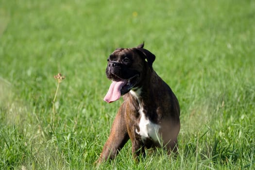Purebred boxer in the meadow