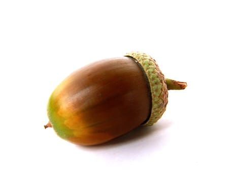 Acorn