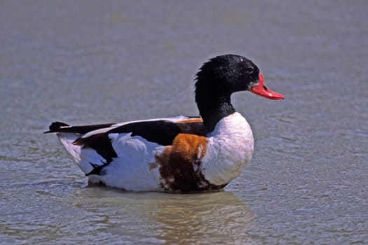 Shelduck (Shelduck) Tadorna tadorna,Shelduck,Tadorne de Belon