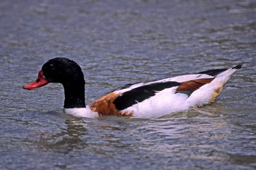 Shelduck,Shelduck,Tadorna tadorna