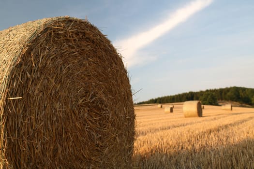 Bales on a stubble field