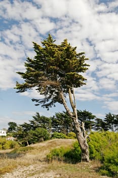 Larmor-Plage,landscape with tree