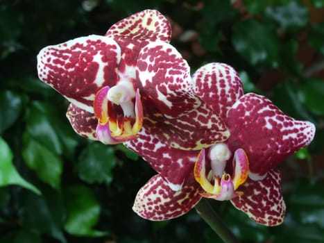 a slightly rarer variant - Phalaenopsis