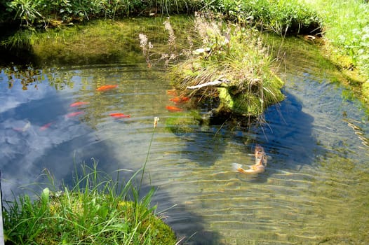 Goldfish Pond 4