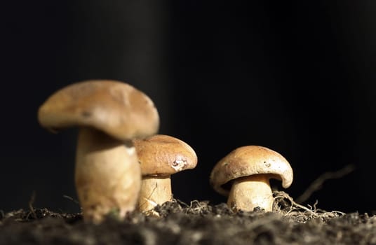 3 Mushrooms