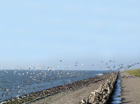 Oystercatcher